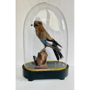 Taxidermy Of A Jay